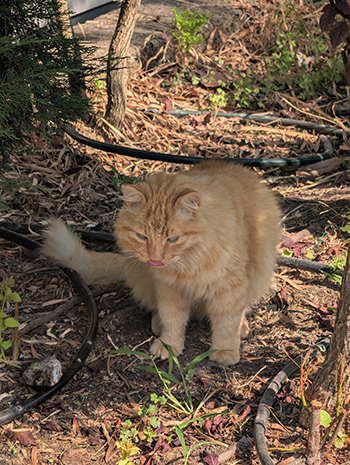 Camping Village Hu Cats